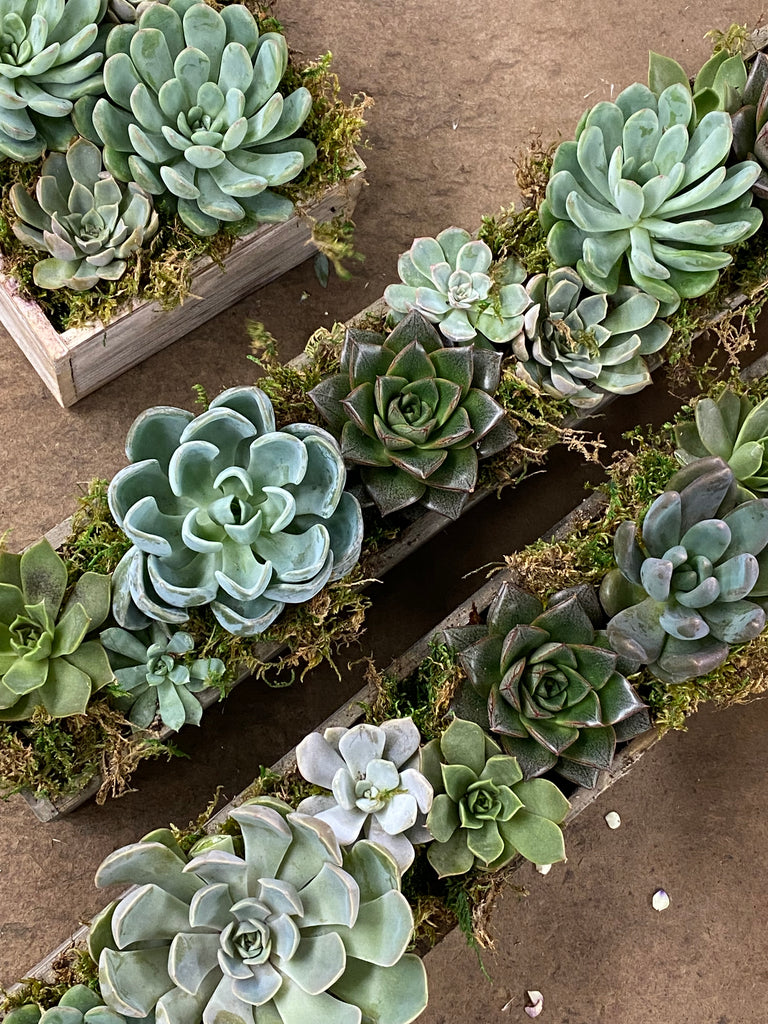 tall outdoor succulents Long and Low Succulent Planter – Mar Floral