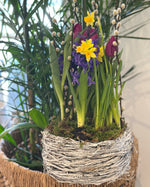 * Seasonal Option * - Spring Bulb Garden