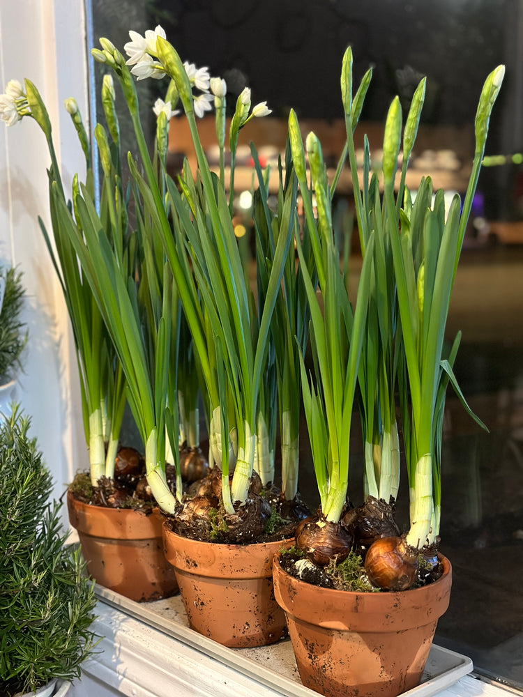 * Seasonal Option * - Potted Paperwhites