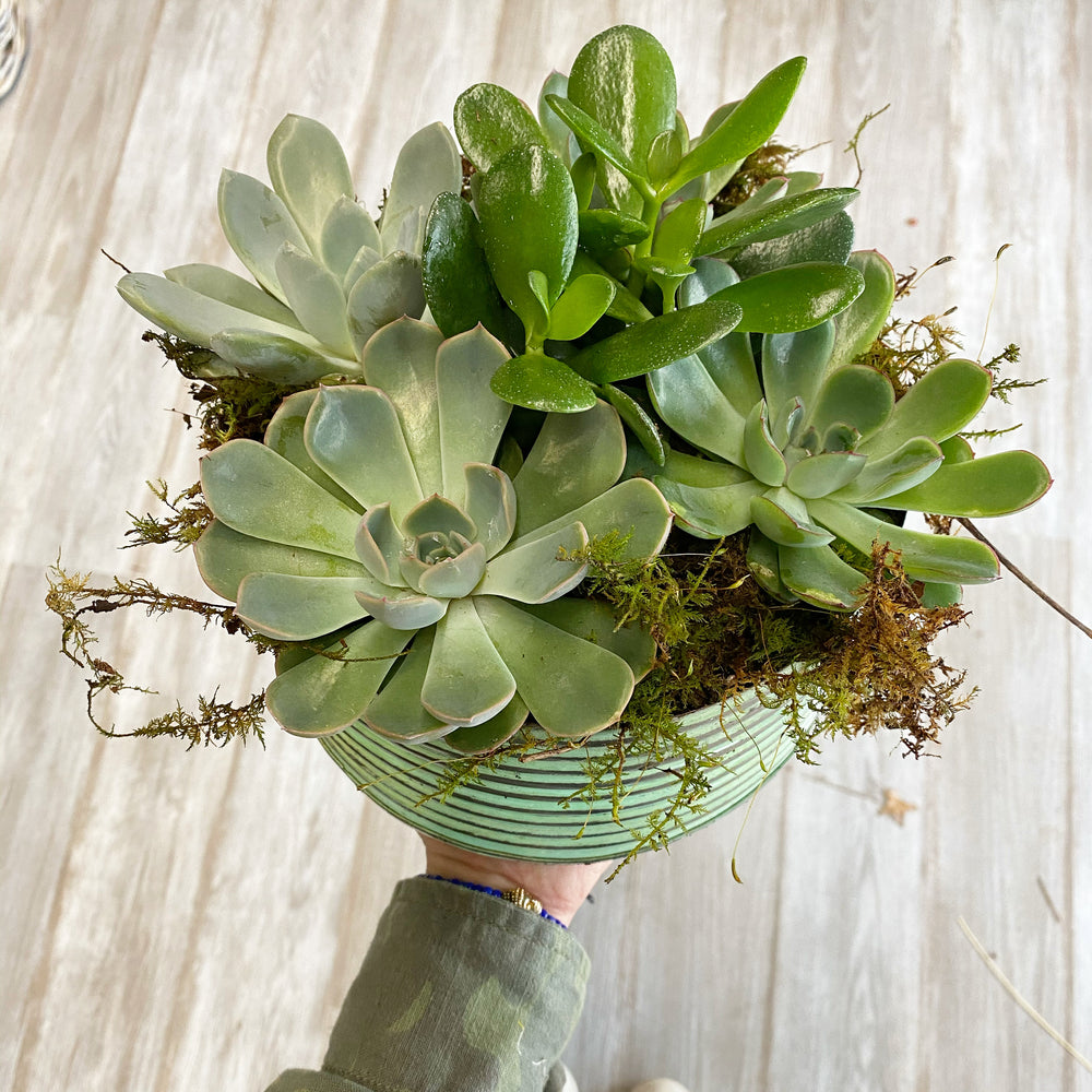 succulent plants container garden Succulent Container Garden – Mar Floral
