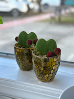 * Seasonal Option * - Potted Hoya Heart