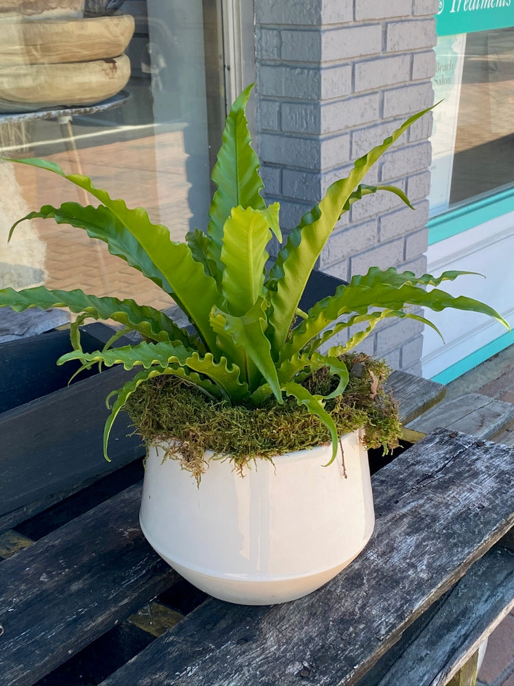 potted birds nest fern Potted Bird's Nest Fern – Mar Floral