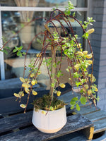 Potted Pussywillow Tree