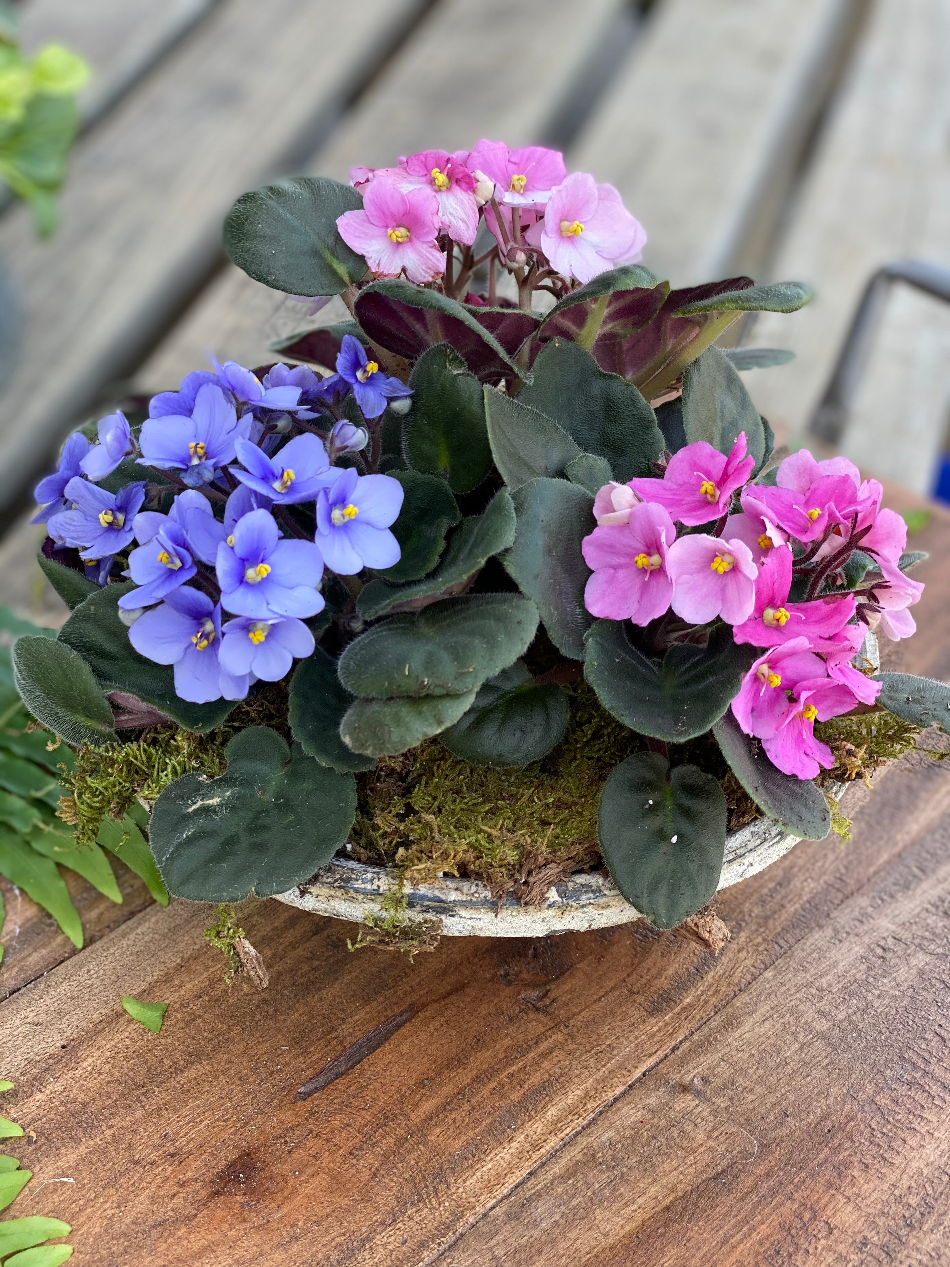 image.title African Violet Garden image.title African Violet Garden