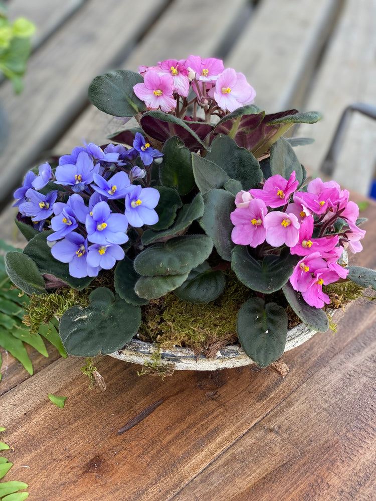 African Violet Garden – Mar Floral