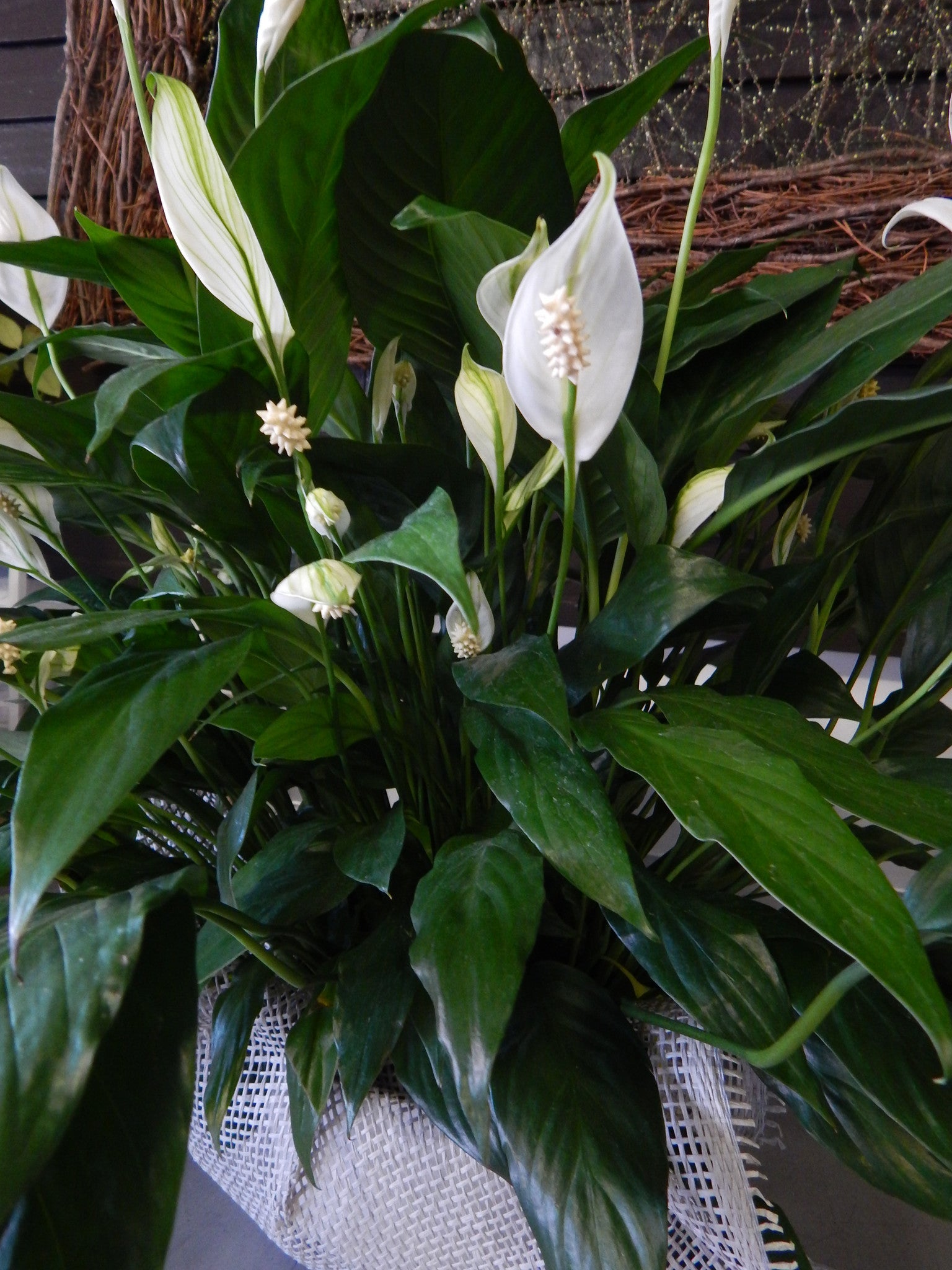 Peace Lily – Mar Floral