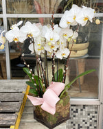 *Over the Top Orchid Planter*