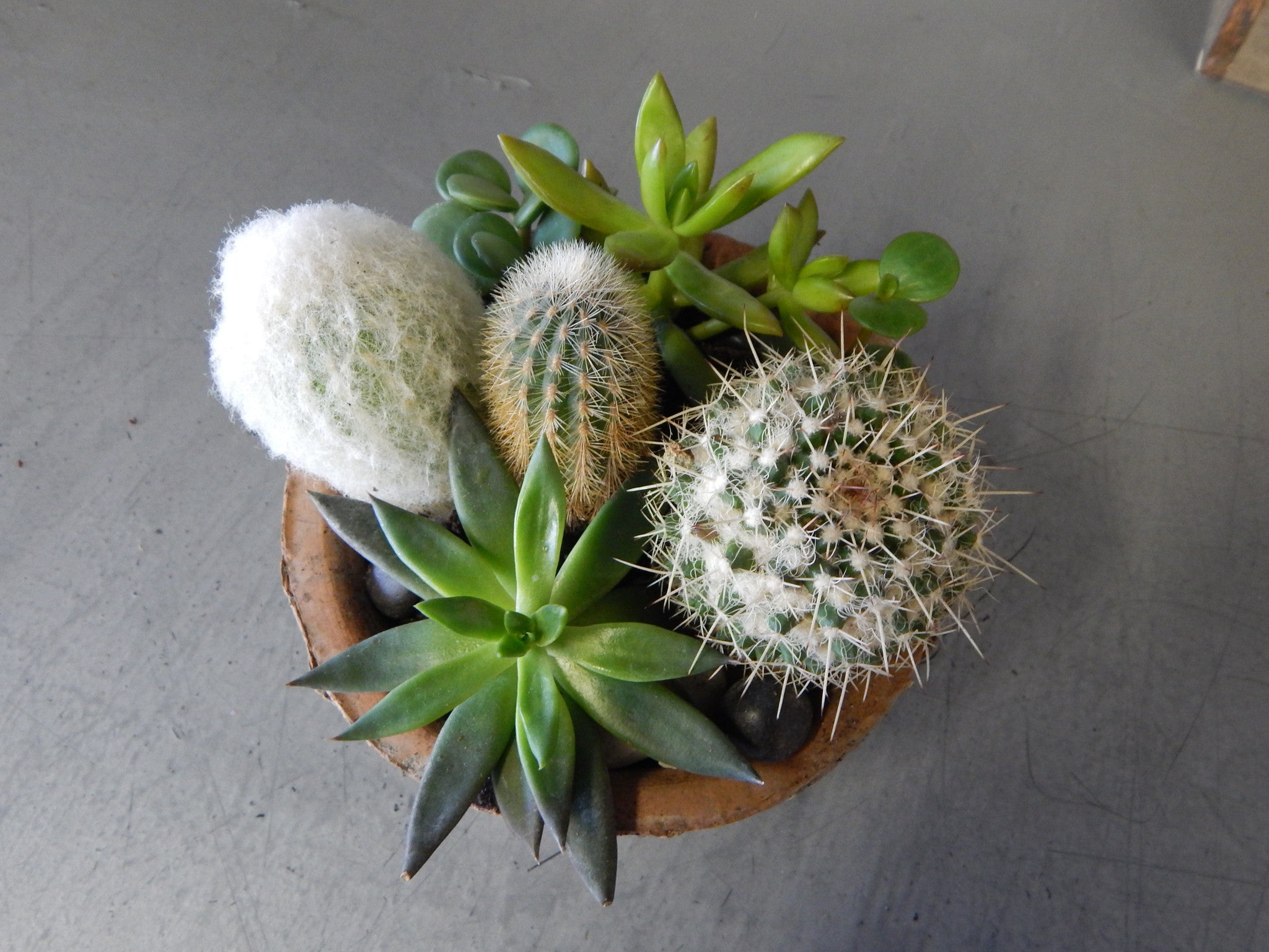 Cactus Garden – Mar Floral
