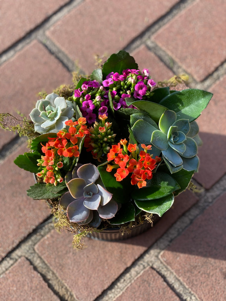 succulent plant colorful Colorful Succulent Garden – Mar Floral