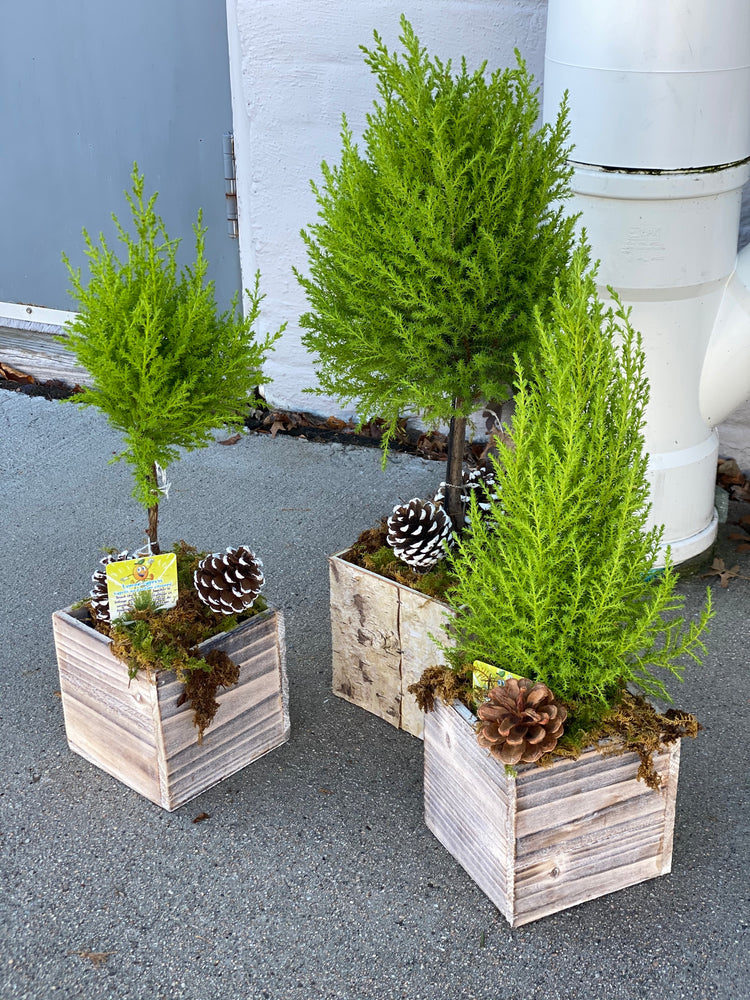 * Seasonal Option * - Potted Cypress Trees and Topiaries