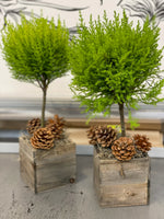 * Seasonal Option * - Potted Cypress Trees and Topiaries