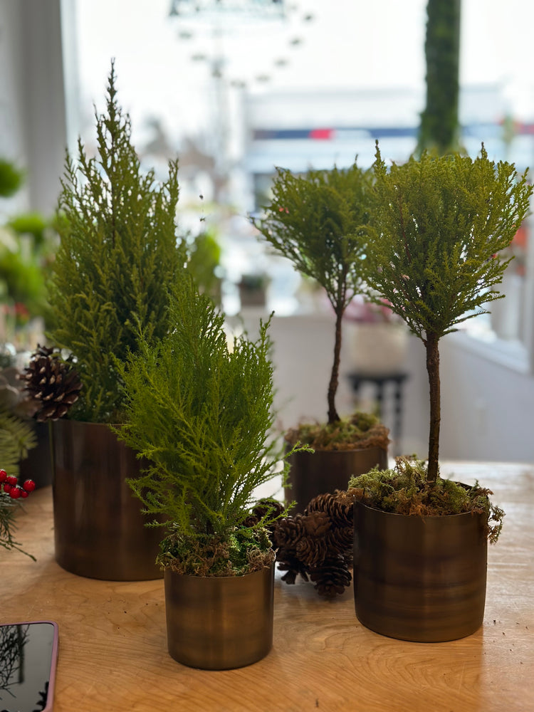 * Seasonal Option * - Potted Cypress Trees and Topiaries