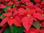 * Seasonal Option * - Poinsettia Plant